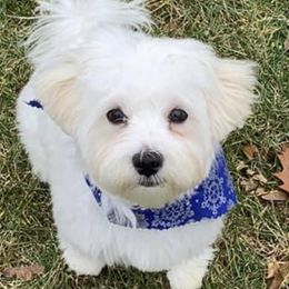 Maltese All Grown Up from David's Maltese