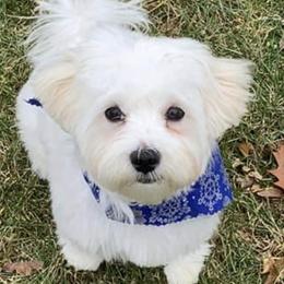 Maltese All Grown Up from David's Maltese