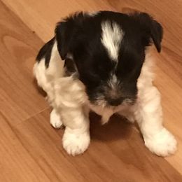 Yorkshire Terrier Puppies from T’s Posh Pups