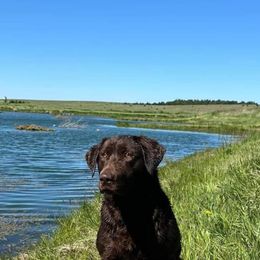 Faith - Labrador Retriever