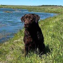 Faith - Labrador Retriever