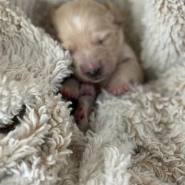 Roquefort - Cream male Dachshund puppy in Vancouver, Washington from Cascade Minis