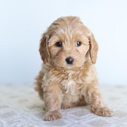 Lavender - Cream female Australian Labradoodle puppy in Williamstown, New York from Lewis Manor Labradoodles