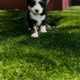 Bernedoodle Puppies from SoCal Bernedoodles