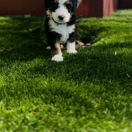 Bernedoodle Puppies from SoCal Bernedoodles