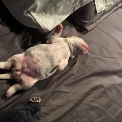 Clumber Spaniel Puppies from Briton Clumber Spaniels