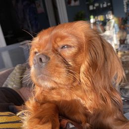 Clover - Cavalier King Charles Spaniel