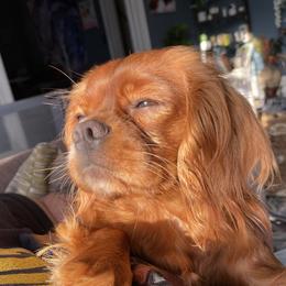 Clover - Cavalier King Charles Spaniel