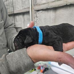 Blue collar - Black male Cane Corso puppy in Fritch, Texas from Carrie Brown's Cane Corsos