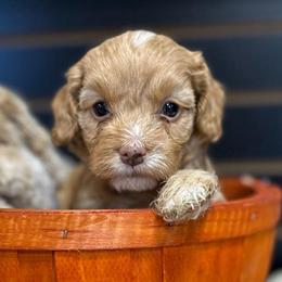 Nutmeg - Golden female Cockapoo puppy in Payson, Utah from Crandall’s Doodle Barn