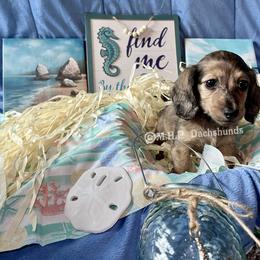 Dachshund Puppies from M.H.P Dachshunds