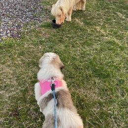 Pyrenean Mastiff All Grown Up from Bella Dulce