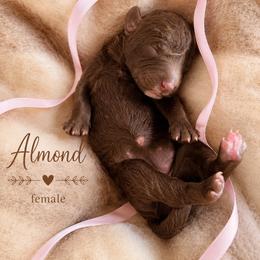 Almond - Chocolate female Goldendoodle puppy in Miami, Florida from Jade’s Paws & Co. Of Miami LLC