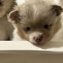 Boy 3 - Chocolate merle male Pomeranian puppy in Maplefalls, Washington from Snow peak poms