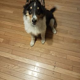 Benz - Collie