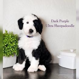 Dark purple collar - Black and white female Sheepadoodle puppy in Mesa, Arizona from Desert Sheepies and Doodles