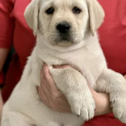 Labrador Retriever Puppies from Flashylabs