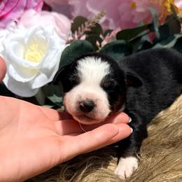 Haven - Black tri female Miniature Australian Shepherd puppy in Chelsea, Oklahoma from Elite Puppies of Oklahoma, LLC