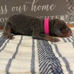 Hot Pink - Blue and rust female Doberman Pinscher puppy in Fort Worth, Texas from Arkwatch Dobermans