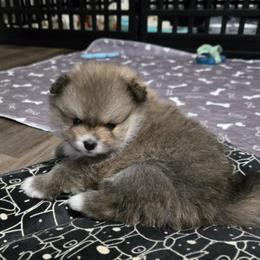 Casanova - Wolf sable male Pomeranian puppy in Decatur, Alabama from Ruby's Pomeranians