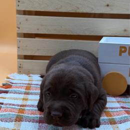 Gray - Chocolate male Labrador Retriever puppy in Heath Springs, South Carolina from Rich Hill Retrievers