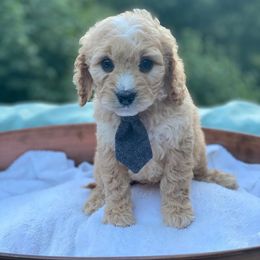 Cavapoo, Maltipoo, and Poodle Puppies from My Sweet Poodles and Doodles