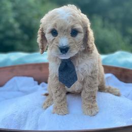 Cavapoo, Maltipoo, and Poodle Puppies from My Sweet Poodles and Doodles