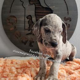 Orange Collar - Merle male Great Dane puppy in Alton, Illinois from Show Me Great Danes and Basset Hounds