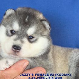 JAZZY'S FEMALE 2 - Gray and white female Siberian Husky puppy in Manilla, Iowa from Bruck's Siberian Huskies