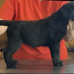 Labrador Retriever Puppies from R Little Retrievers