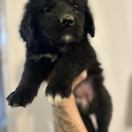 Girl 2 - female Golden Mountain Dog puppy in Montrose, Michigan from Spraggins Sweet Acres