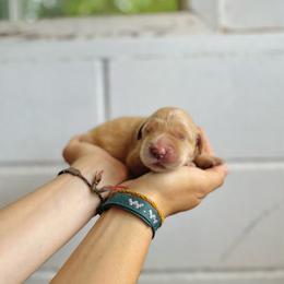 Blondie - Golden female Golden Retriever puppy in Magnolia, Mississippi from Magnolia Farm