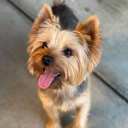 Boomer - Yorkshire Terrier