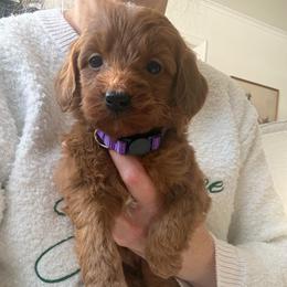 Purple collar girl - Red  female Goldendoodle puppy in Ridgewood, New Jersey from Jessie’s Doodles