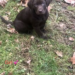 Dilute Retriever puppies from Slone's Silver Creek Labradors