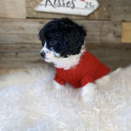 Cavalier King Charles Spaniel and Cavapoo Puppies from K’s Cavys