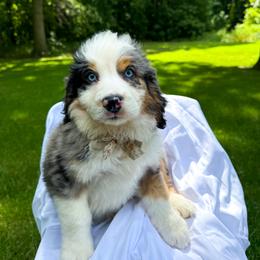 Honey - Blue merle female Bernedoodle puppy in St Joe, Indiana from Pawsh Bernedoodles