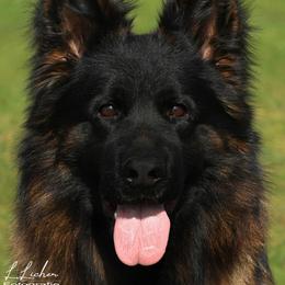 Grimm - German Shepherd
