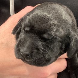 Pudelpointer Puppies from High Power Pudelpointers
