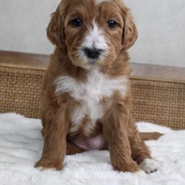 Apple Jack - Red  female Goldendoodle puppy in Warsaw, Ohio from Lovabledoodles
