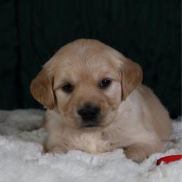Vivienne - Red - Golden female Golden Retriever puppy in Payette, Idaho from Stonewick Retrievers