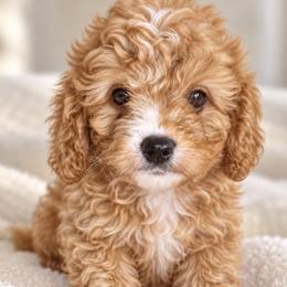 Maisie - Apricot female Cavapoo puppy in Theodore, Alabama from Horton & Co. Cavapoos