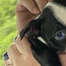 Boston Terriers from Brenda Blazek's Boston Terriers