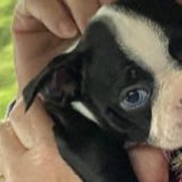 Boston Terriers from Brenda Blazek's Boston Terriers