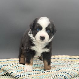 Kayden - Blue Eyed Black Tri - Black tri male Miniature Australian Shepherd puppy in Covington, Pennsylvania from Rigas Mini Aussies LLC