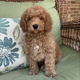 Boy 31 - Apricot male Goldendoodle puppy in West Point, Iowa from Circle A Mini Goldendoodles and Mini Bernedoodles