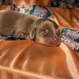 Cinnamon - Chocolate and cream female Dachshund puppy in Red Oak, Oklahoma from S&H Teenie Weenie Dachshunds