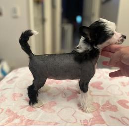Chinese Crested Puppies from BryMar Chinese Cresteds