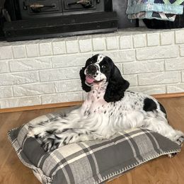 Scout - Cocker Spaniel
