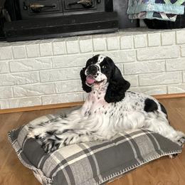 Scout - Cocker Spaniel